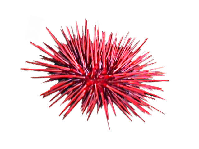 Red Urchin Management Areas Remaining Quota Report